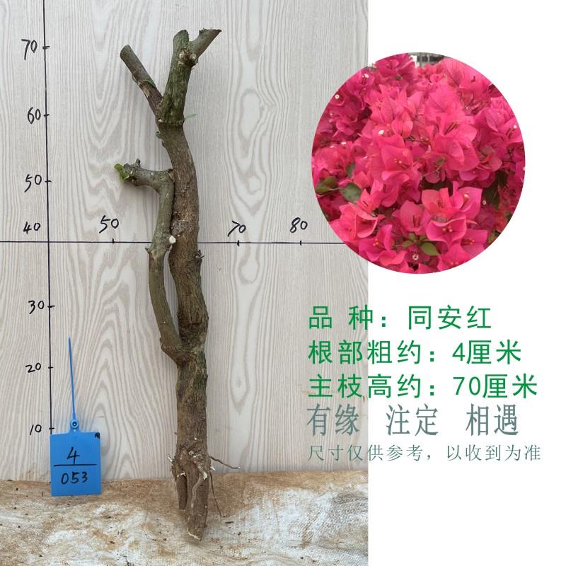 三角梅老桩盆栽四季开花带花树苗小苗绿马斯漳红樱中国红大三角梅