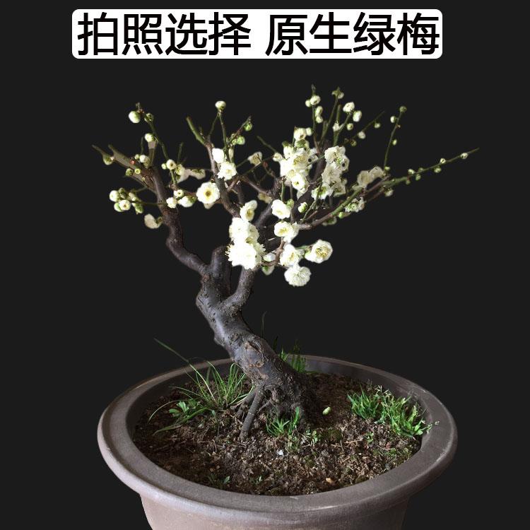原生绿梅老桩带花苞盆栽梅花盆景树苗实物图一物一拍绿萼梅花