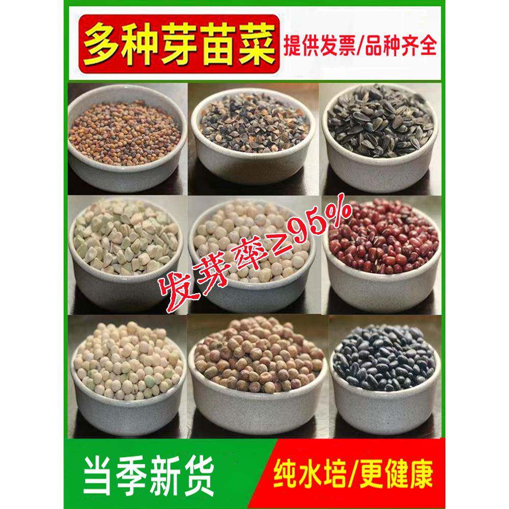 小油葵芽苗菜种豆芽菜小麦草豌豆松柳空心菜油葵室内阳台四季水培