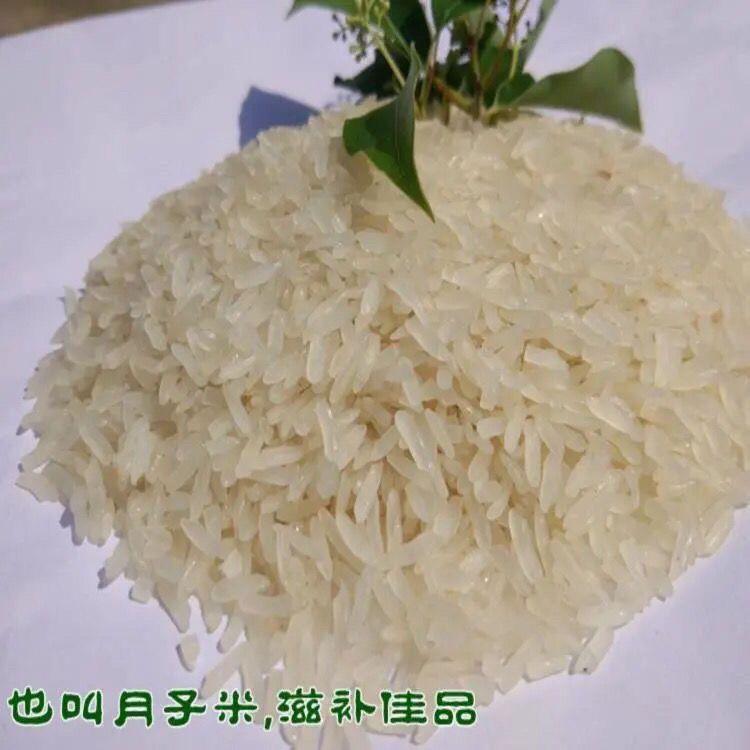 湖北特产糯米冻米阴米月子米煮粥天门农家手工熟糯米炒米长粒江米