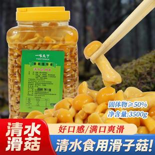 新货清水滑菇罐头 食用野生菌珍珠菌3500g包邮 火锅汤锅