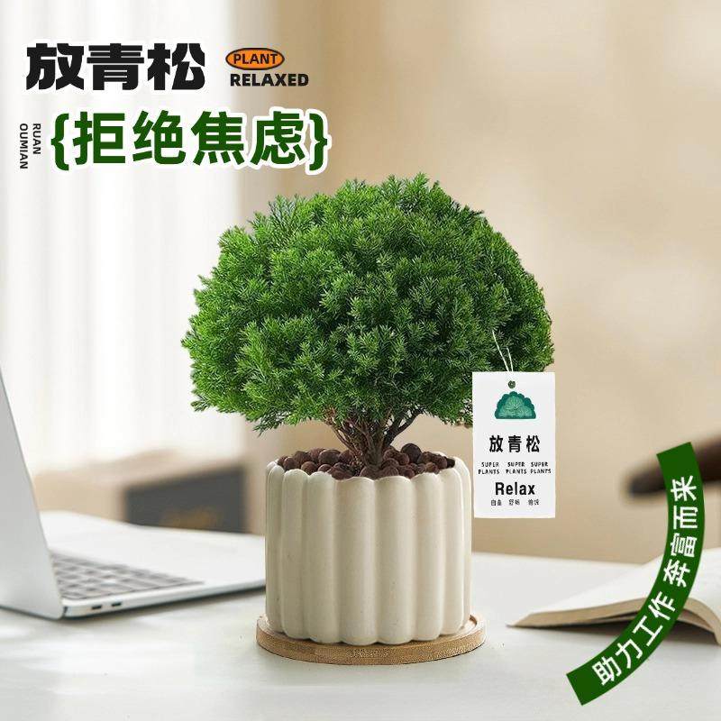 【放青松绿植】雾凇办公室桌面盆栽工位植物摆件四季常青懒人好养,鲜花速递/花卉仿真/绿植园艺,绿植,淘宝优惠券,粉丝福利购,淘宝优惠卷