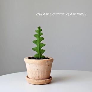 鱼骨令箭 仙人掌多肉植物 室内绿植 办公室桌面绿植盆栽 创意礼物