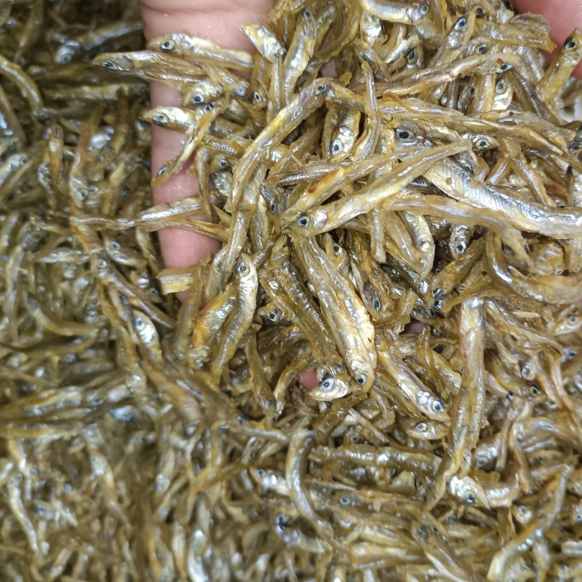 小小鱼干淡水鱼干无盐麦穗鱼小鱼仔干鱼干货鱼仔