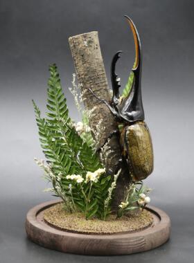 森林巨无霸长戟大兜虫毛象巨型甲虫昆虫标本生态微景观玻璃摆件