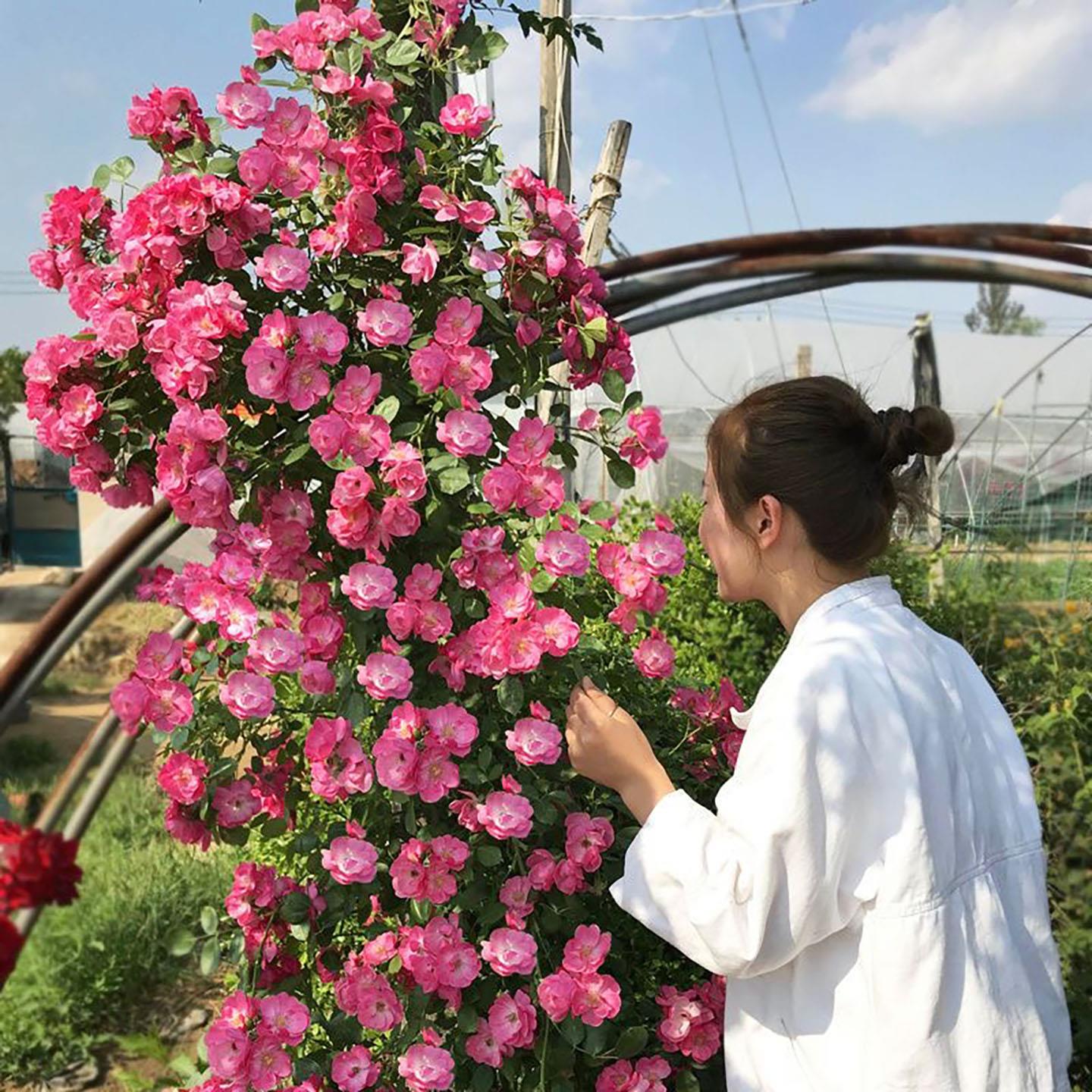 安吉拉藤本月季花大苗盆栽丰花多头阳台庭院爬藤蔷薇花苗多季开花