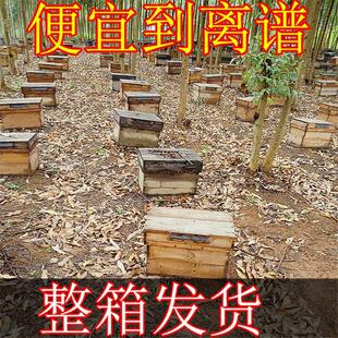 蜜蜂中蜂蜂群中蜂中华蜂养殖带箱带阿坝新开产蜂王带子脾蜜蜂活群