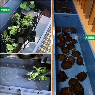 长方形塑料箱特大号胶箱加厚周转箱大码养殖鱼箱龟箱鱼缸长型EU箱