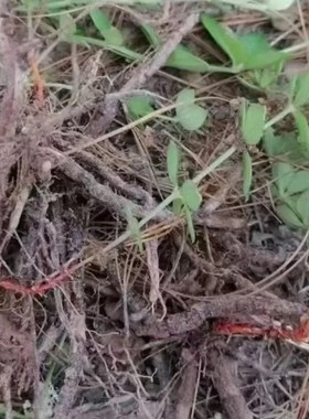 云南小红参野生紫参新鲜现采半斤53元1斤86.9包邮