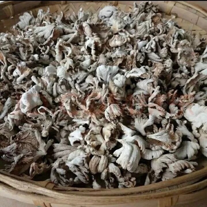 云南德宏白参菌干货农家自晒特产裂褶菌白花白参沙参树花