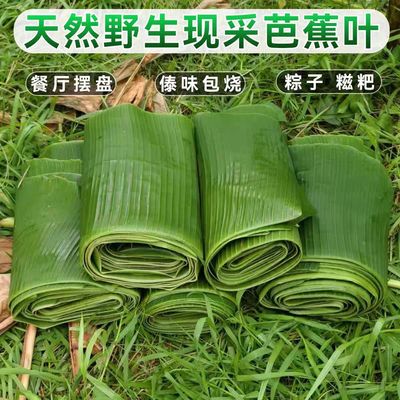 云南德宏新鲜芭蕉叶香蕉叶