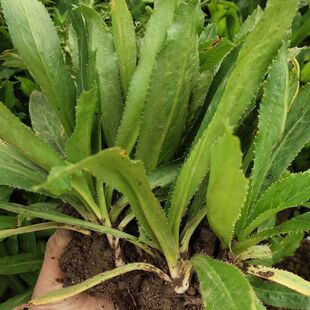 老缅芫荽苗带根 盆栽蔬菜 云南德宏傣味芫荽泰国大香菜刺儿菜新鲜