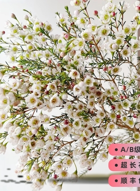 AB级白色澳洲腊梅鲜切花长花期易养清新桌面插瓶花束云南基地直发