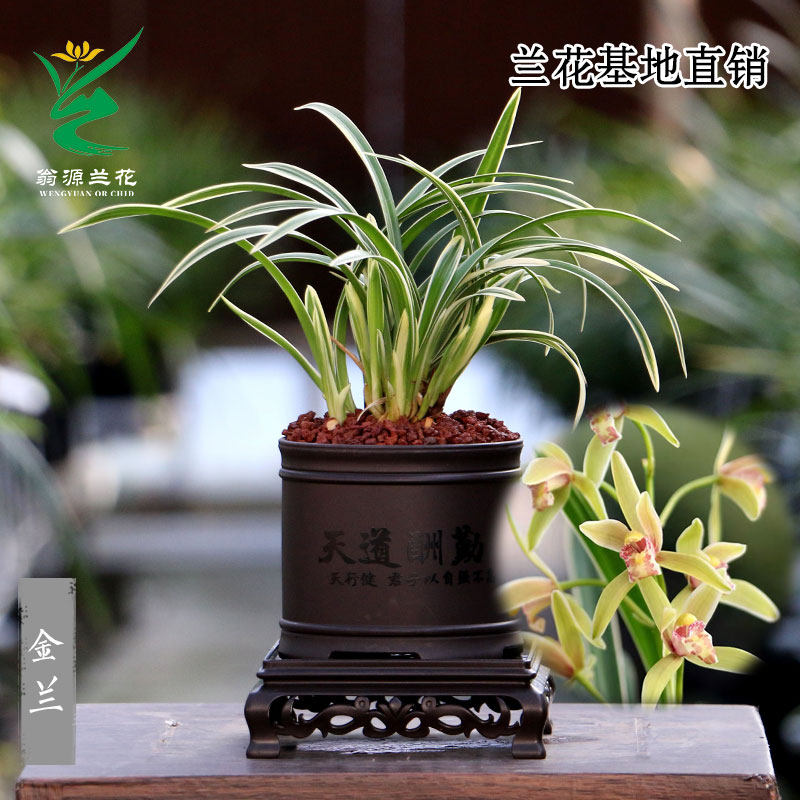 翁源兰花苗【带古风盆栽好发】省心懒人好养室内高端绿植花卉盆栽