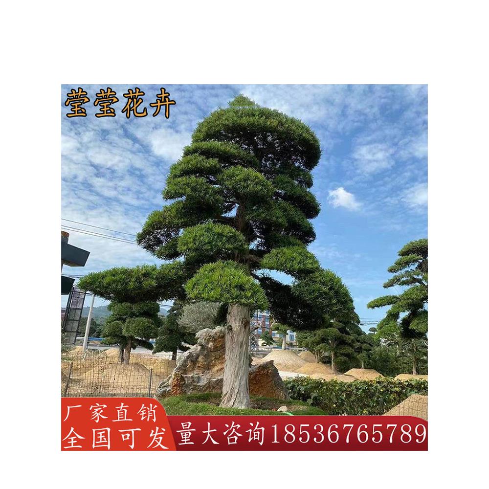 大型罗汉松大树庭院造型树盆景树迎客松别墅日本罗汉松黑松等树苗