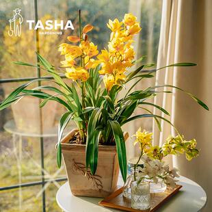 塔莎的花园大花蕙兰盆栽带花苞室内植物冬季粉色年宵花卉过年装饰