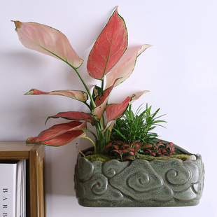 水培壁挂花盆免打孔陶瓷悬挂式 绿萝铜钱草创意大号 墙上盆景垂吊式