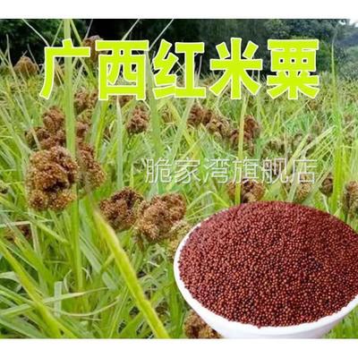 /粟米粟粉 粟粥原料 鸭脚粟鸡爪粟红粟米黑珍珠红小米粒可做种子