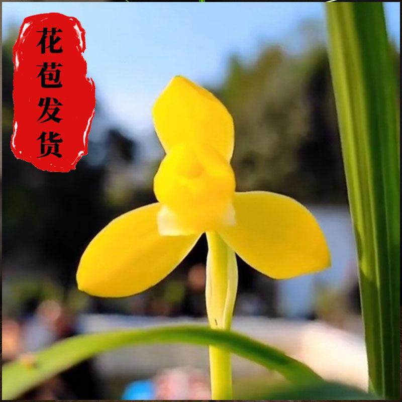 春兰金佛缘带花苞发货兰花花卉室内植物进口尺寸使用裸根兰花苗,鲜花速递/花卉仿真/绿植园艺,国兰/杂交兰/洋兰类,淘宝优惠券,粉丝福利购,淘宝优惠卷