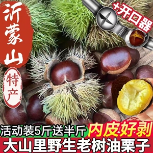 新鲜板栗沂蒙山老树栗子即食生栗子带壳野生油板栗自然成熟新货