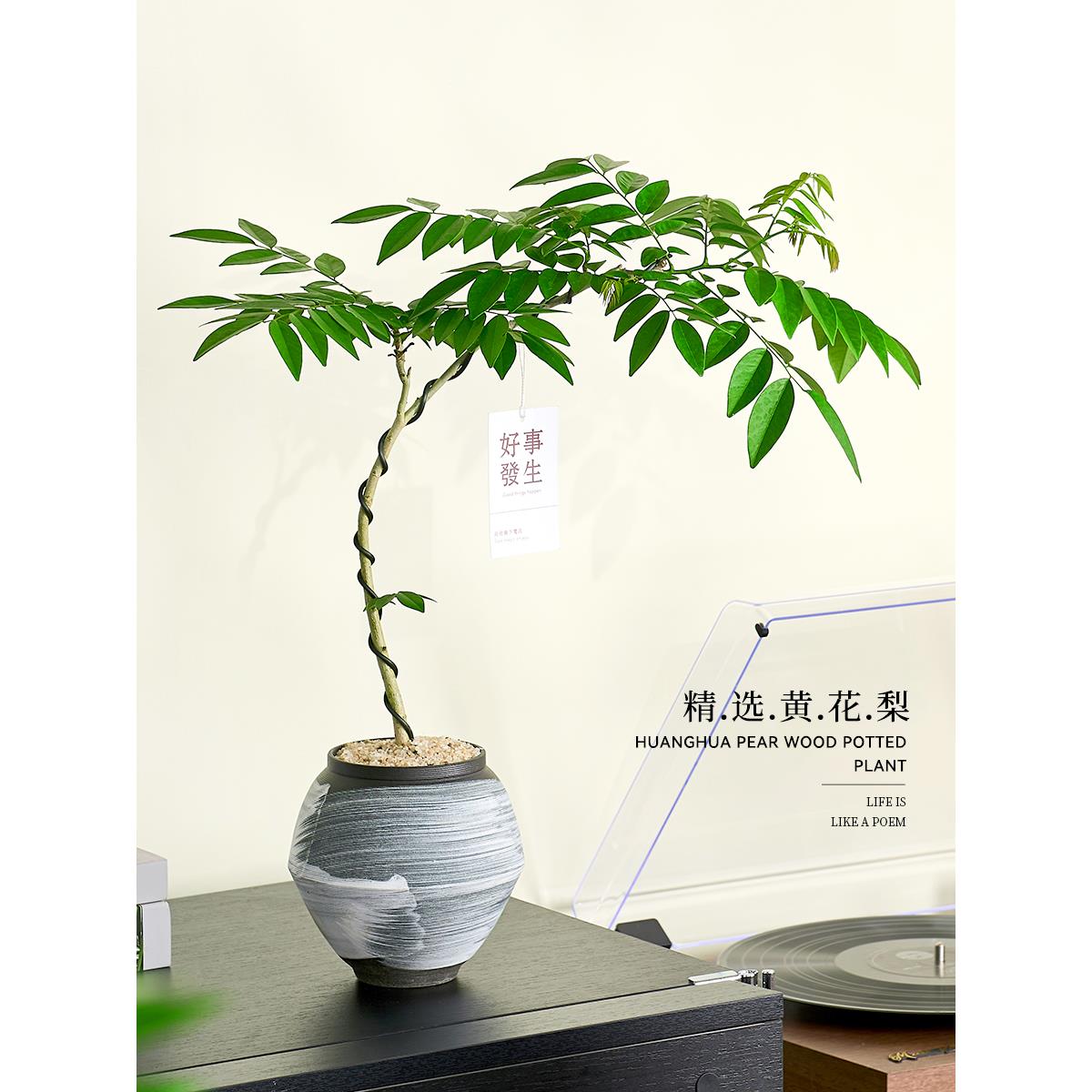 黄花梨盆栽香枝树室内电视柜旁边绿植好养活老桩盆景树苗观叶植物