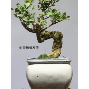 黄杨树瓜子矮霸造型盆栽老桩黄杨盆景庭院客厅花卉绿植四季植物