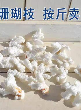 天然白珊瑚骨滤材珊瑚石造景底砂鱼池过滤鱼缸摆件纯天然白色