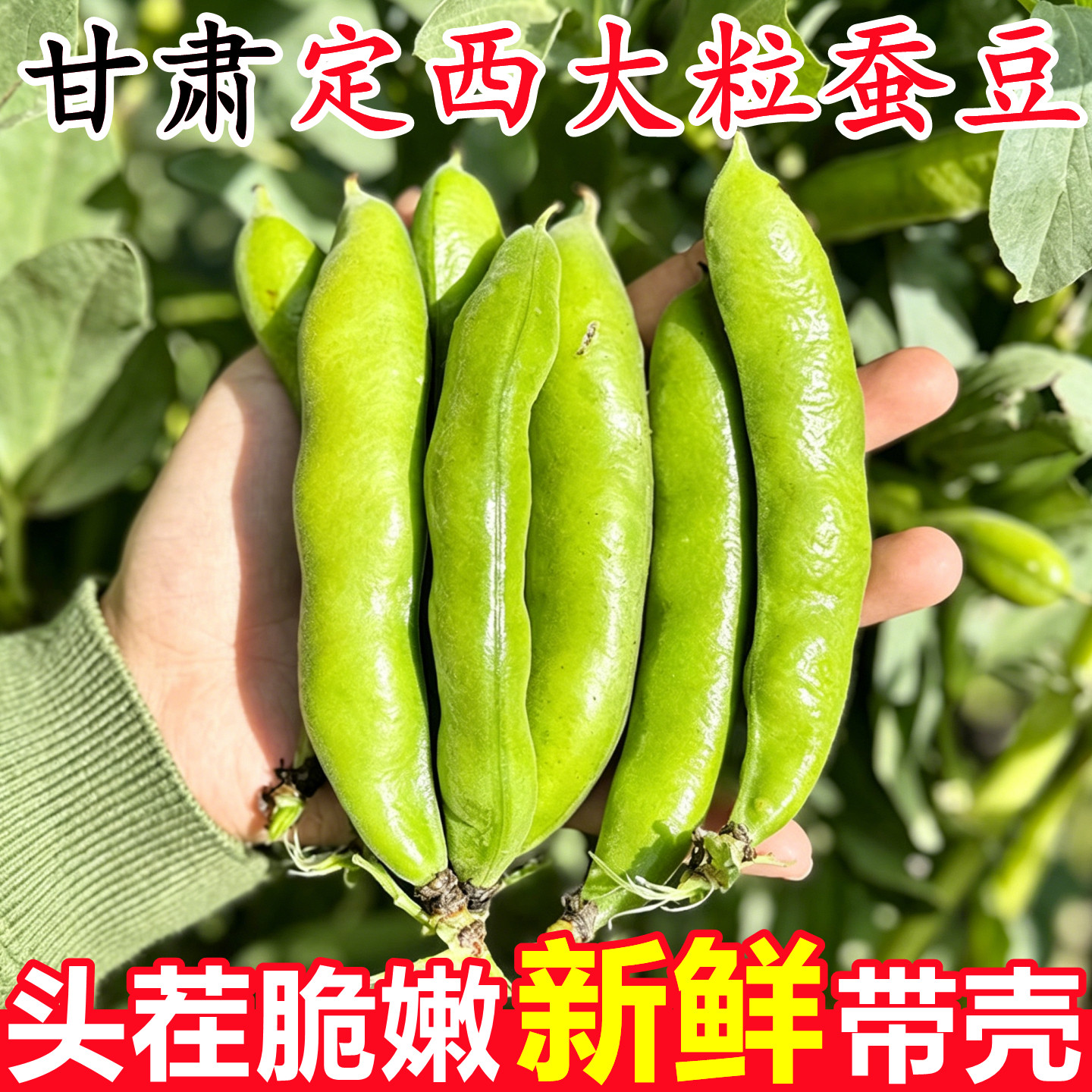 甘肃定西绿心蚕豆新鲜带壳当季嫩胡豆兰花罗汉青豆角农家蔬菜整箱
