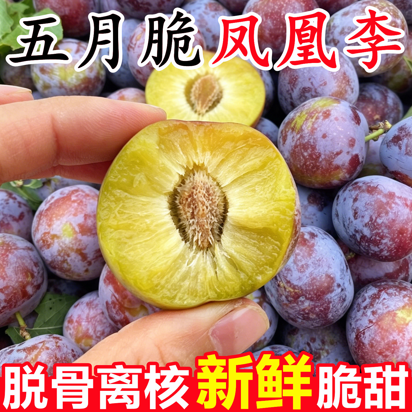 【四川五月脆凤凰李】官方推荐！