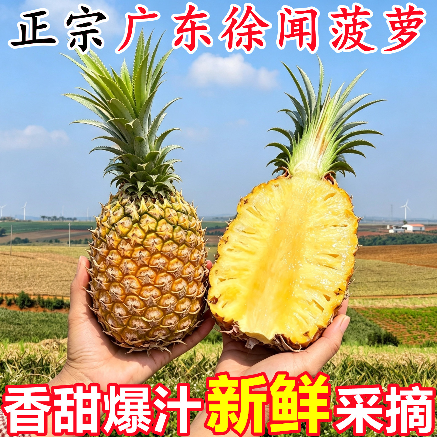 【广东徐闻菠萝】已上热销榜!
