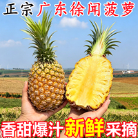 正宗广东徐闻菠萝新鲜水果应当季香水菠萝热带孕妇水果非凤梨整箱