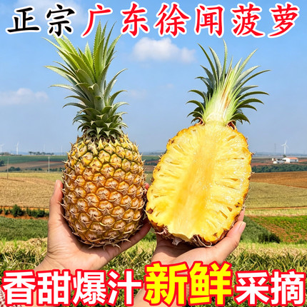 正宗广东徐闻菠萝新鲜水果应当季香水菠萝热带孕妇水果非凤梨整箱