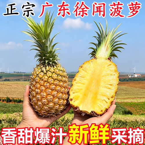 【广东徐闻菠萝】已上热销榜！