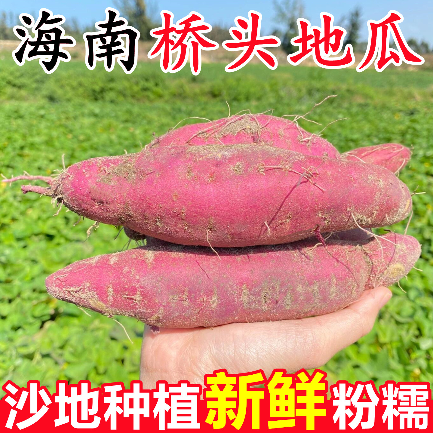 【海南澄迈桥头地瓜】已上热销榜