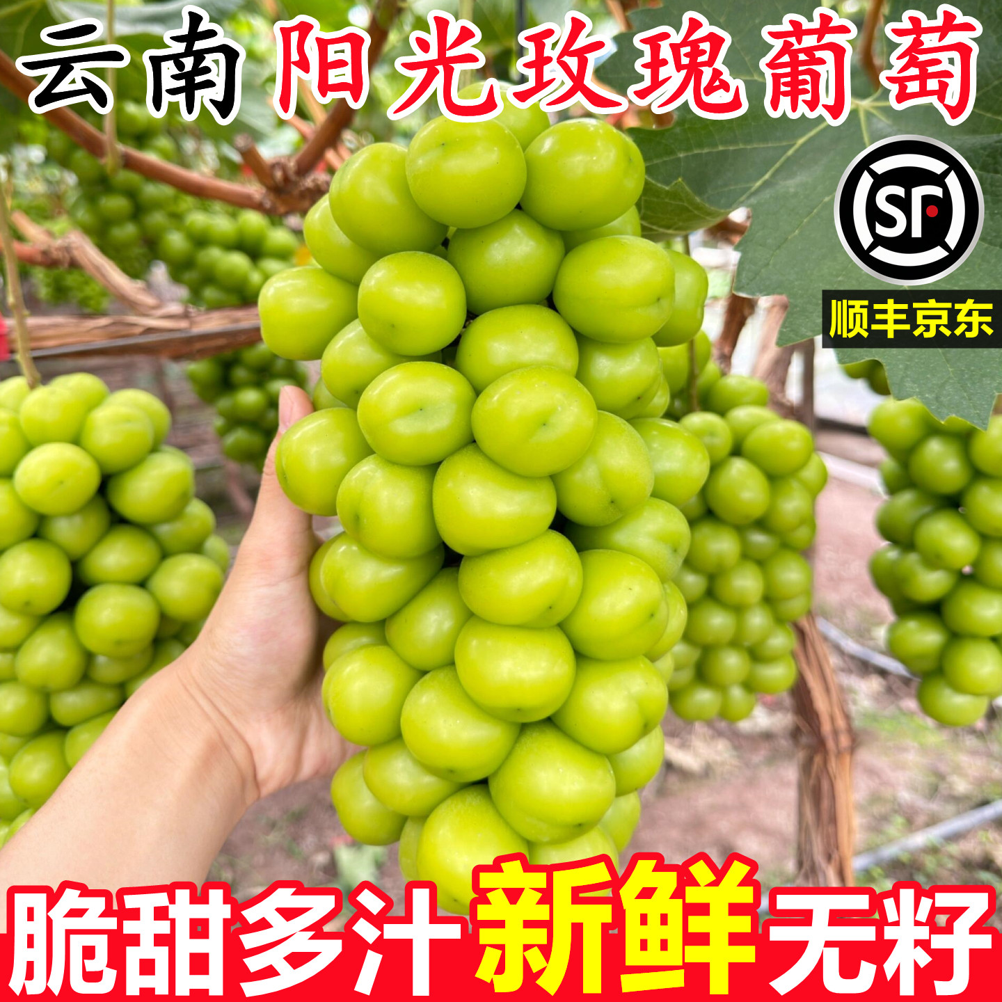 【云南阳光玫瑰葡萄】已上热销榜