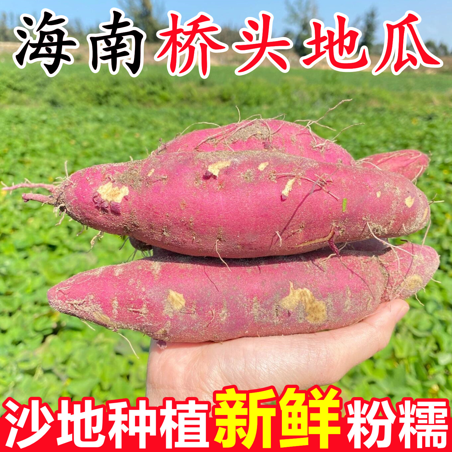 【海南澄迈桥头地瓜】已上热销榜
