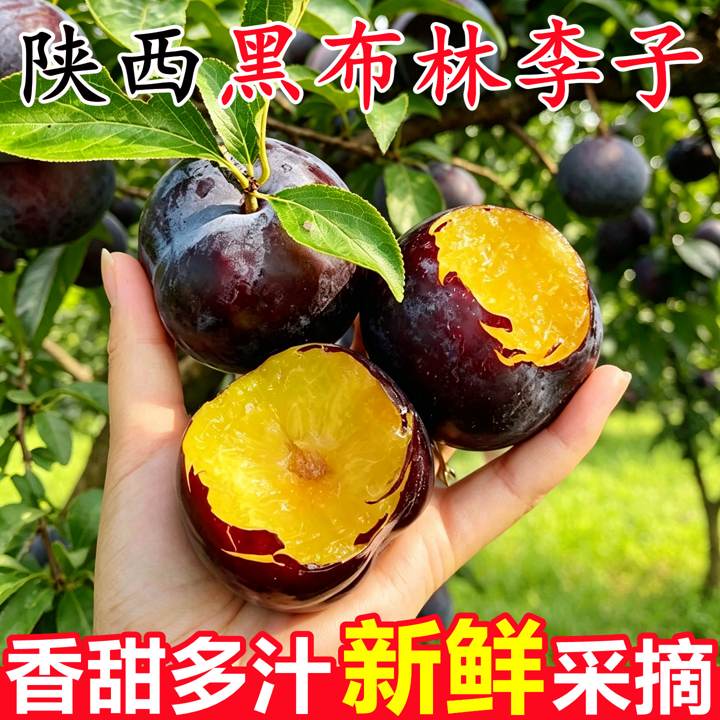 【陕西黑布林大李子】已上热销榜