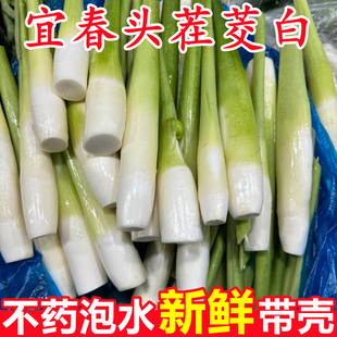宜春茭白新鲜高笋茭瓜篙芭5斤应当季孕产妇下月子奶食材蔬菜整箱
