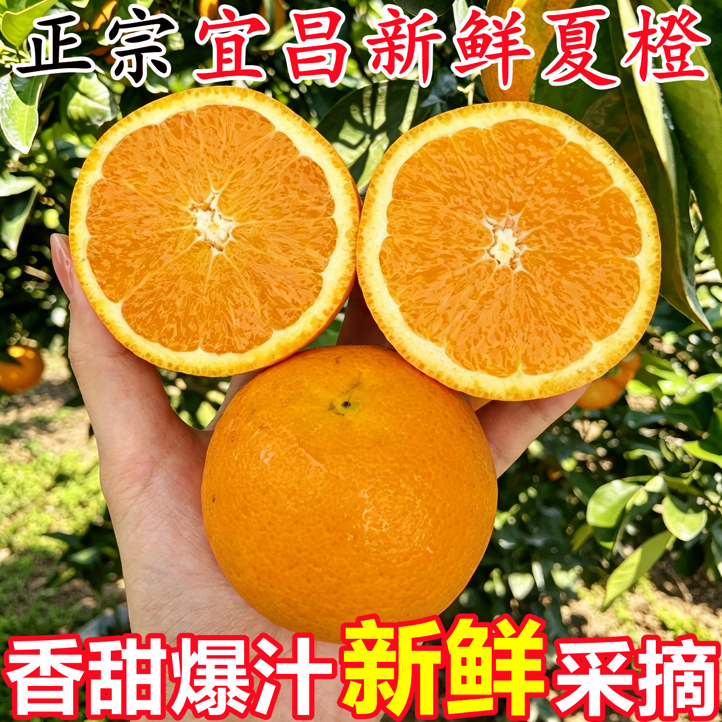 【正宗宜昌新鲜夏橙】已上热销榜