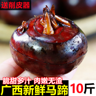 广西马蹄荸荠新鲜特大果即食脆甜应当季荔珍珠马蹄浦整箱水果蔬菜