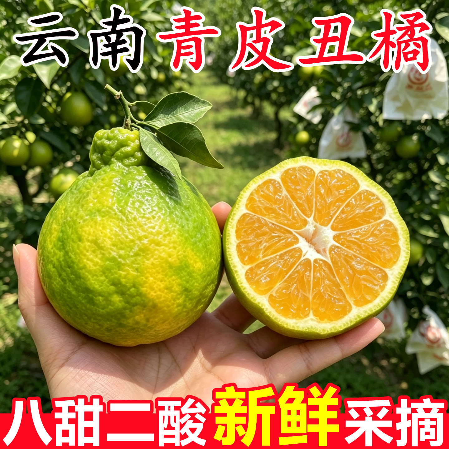 【云南青皮丑橘】已上热销榜!