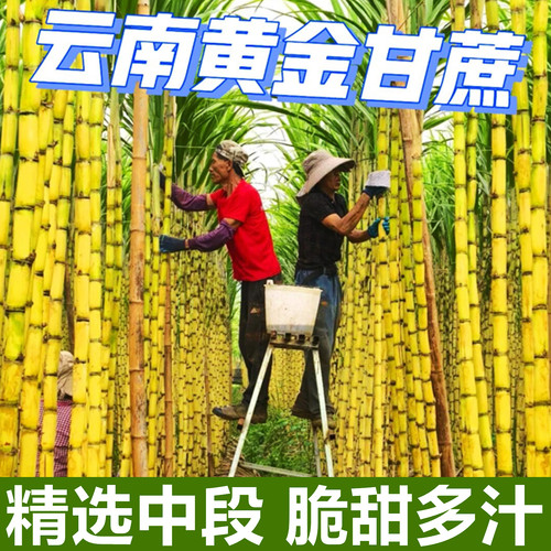 【云南黄金甘蔗】已上热销榜！