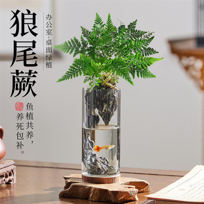 狼尾蕨微景观造景植物盆栽室内办公室桌面绿植高级感小鱼缸好养活