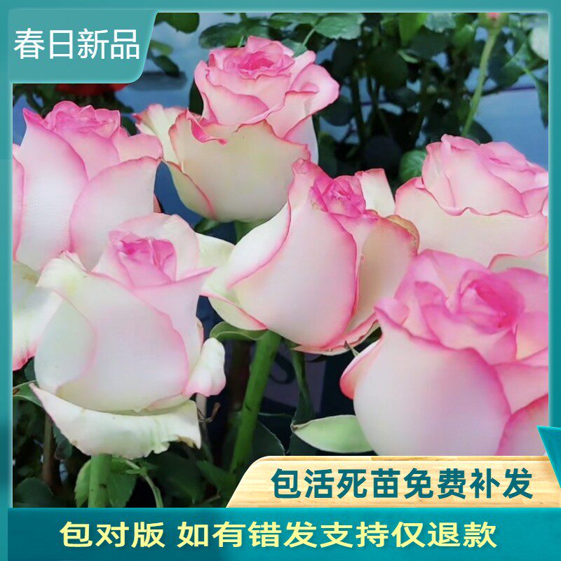灌木切花月季爱莎/艾莎玫瑰花苗高酒杯花型抗病好养庭院玫瑰盆栽