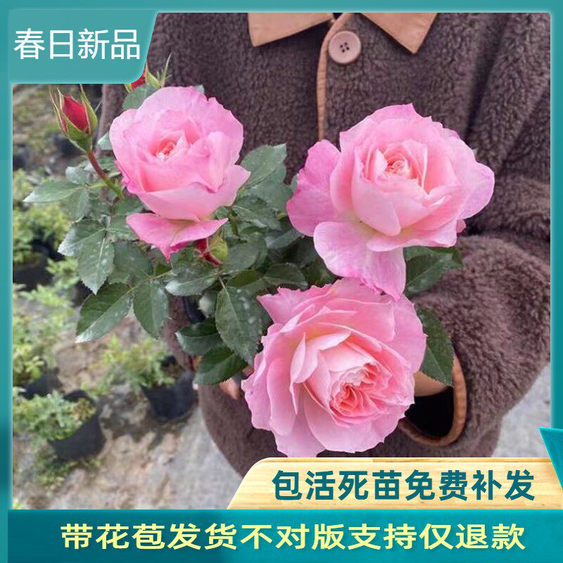 海神王月季大苗阳台灌木盆栽植物花卉四季开花香型特大花微月多头