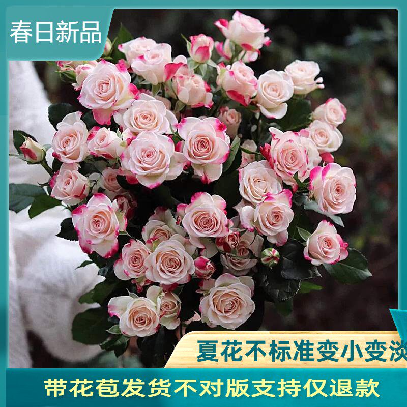 折射泡泡玫瑰花苗月季盆栽多季开 花丰花条纹钻石玫瑰月季耐寒花