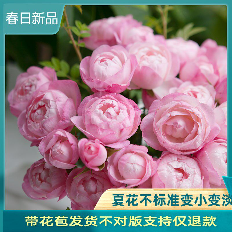 草莓杏仁饼月季花苗多头四季开 花勤灌木盆栽阳台庭院耐寒耐旱花