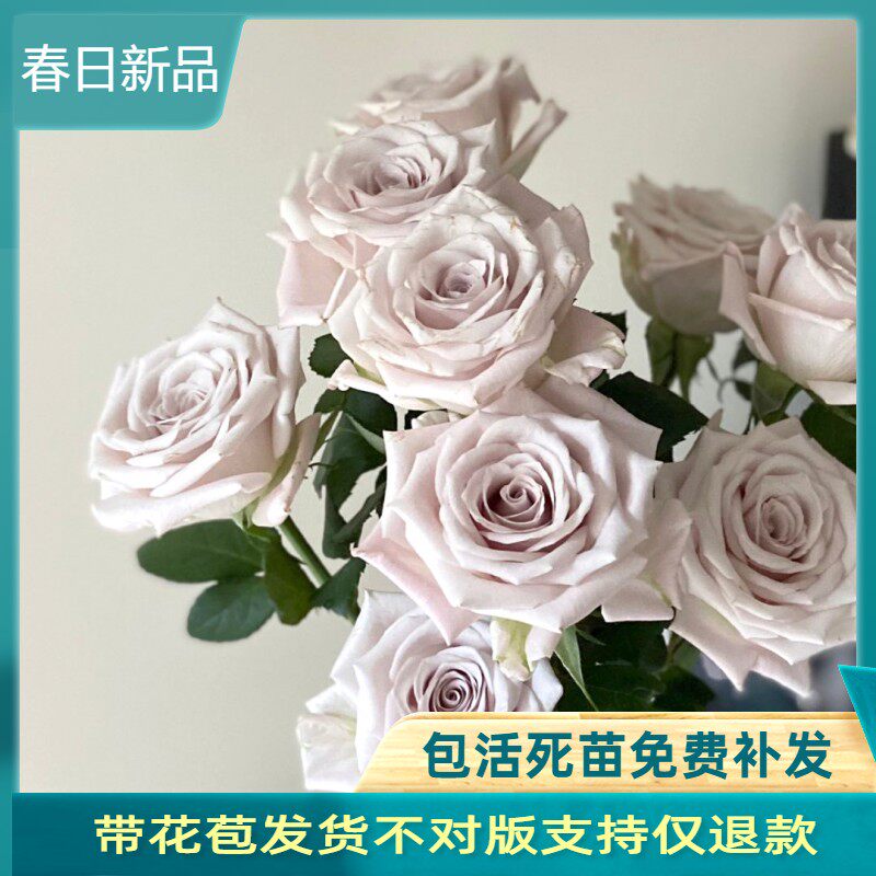 复古色高档切花玫瑰 曼塔 四季开花阳台盆栽庭院地栽灌木月季勤花