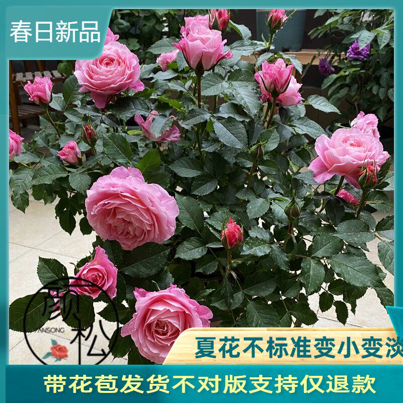 海神王阳台 月季大花微月浓香玫瑰花苗阳台花卉盆栽庭院珍稀品种