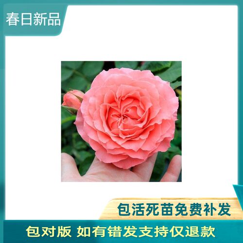 珊瑚果冻 四季开花浓香月季玫瑰 阳台大花勤花灌木不垂头耐晒欧月